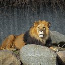 The Lion and the Mane  screen for extension Chrome web store in OffiDocs Chromium