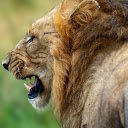 The Lion and the Mane  screen for extension Chrome web store in OffiDocs Chromium