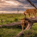 The Lion Couple: King and Queen of the Savannah  screen for extension Chrome web store in OffiDocs Chromium