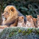 The Lion Family: A Strong and United Pride  screen for extension Chrome web store in OffiDocs Chromium