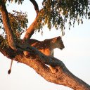 The lion on the tree  screen for extension Chrome web store in OffiDocs Chromium