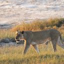The lion on the wild field  screen for extension Chrome web store in OffiDocs Chromium