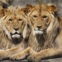 The lions  screen for extension Chrome web store in OffiDocs Chromium
