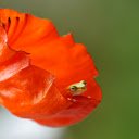 The little frog in the flower  screen for extension Chrome web store in OffiDocs Chromium