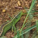 The lizard crawls on the ground  screen for extension Chrome web store in OffiDocs Chromium