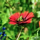The locust landed on the flower  screen for extension Chrome web store in OffiDocs Chromium