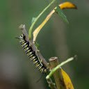 The long worm eats leaves  screen for extension Chrome web store in OffiDocs Chromium