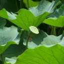 The lotus pond is fragrant and cool  screen for extension Chrome web store in OffiDocs Chromium
