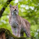 The lynx is light brown  screen for extension Chrome web store in OffiDocs Chromium