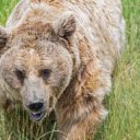 The Majestic Bear: King of the Wilderness  screen for extension Chrome web store in OffiDocs Chromium