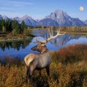 The Majestic Deer: A Gentle Icon of the Wilderness  screen for extension Chrome web store in OffiDocs Chromium