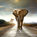 The Majestic Elephant: A Gentle Giant of the Wild  screen for extension Chrome web store in OffiDocs Chromium
