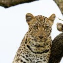 The Majestic Leopard: Master of Stealth and Power  screen for extension Chrome web store in OffiDocs Chromium