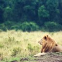 The Majestic Lion  screen for extension Chrome web store in OffiDocs Chromium