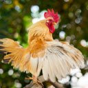 The majestic rooster  screen for extension Chrome web store in OffiDocs Chromium