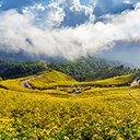 The Mexican wild sunflower field  screen for extension Chrome web store in OffiDocs Chromium