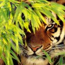 The Mighty Tiger  screen for extension Chrome web store in OffiDocs Chromium