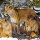 The Mighty Trio: Lions of the Wild  screen for extension Chrome web store in OffiDocs Chromium