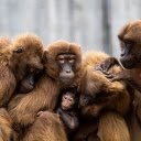 The monkey family is crowded  screen for extension Chrome web store in OffiDocs Chromium