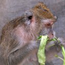 The monkey sits and eats vegetables  screen for extension Chrome web store in OffiDocs Chromium