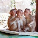 The monkeys pose for the camera  screen for extension Chrome web store in OffiDocs Chromium