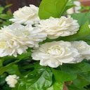The most beautiful jasmine wallpaper  screen for extension Chrome web store in OffiDocs Chromium