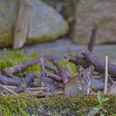 The mouse next to the pile of firewood  screen for extension Chrome web store in OffiDocs Chromium