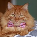 The Noble Cat  screen for extension Chrome web store in OffiDocs Chromium