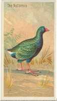 ดาวน์โหลดฟรี The Notornis จากซีรี่ส์ Birds of the Tropics (N5) สำหรับ Allen & Ginter Cigarettes Brands รูปภาพหรือรูปภาพฟรีที่จะแก้ไขด้วยโปรแกรมแก้ไขรูปภาพออนไลน์ GIMP