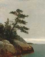 Free download The Old Pine, Darien, Connecticut free photo or picture to be edited with GIMP online image editor