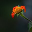 The orange flower lost its petals  screen for extension Chrome web store in OffiDocs Chromium