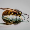 The painted bee  screen for extension Chrome web store in OffiDocs Chromium