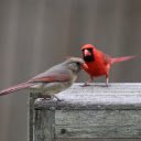 The pair of birds entwined  screen for extension Chrome web store in OffiDocs Chromium