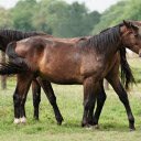 The pair of war horses  screen for extension Chrome web store in OffiDocs Chromium