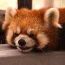 The panda slept soundly  screen for extension Chrome web store in OffiDocs Chromium