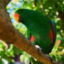 The parrot hides in the foliage  screen for extension Chrome web store in OffiDocs Chromium