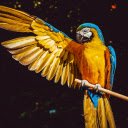 The Parrot yellow  screen for extension Chrome web store in OffiDocs Chromium