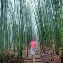 The Path Between Bamboo Forest  screen for extension Chrome web store in OffiDocs Chromium