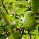 The pear was stung by a bee  screen for extension Chrome web store in OffiDocs Chromium
