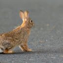 The Perky Eared Rabbit  screen for extension Chrome web store in OffiDocs Chromium