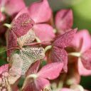 The petals fade  screen for extension Chrome web store in OffiDocs Chromium