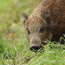 The pig eats grass  screen for extension Chrome web store in OffiDocs Chromium