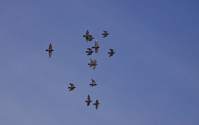 ດາວ​ໂຫຼດ​ຟຣີ​ແມ່​ແບບ​ຮູບ​ພາບ Pigeons Sky Blue ທີ່​ຈະ​ໄດ້​ຮັບ​ການ​ແກ້​ໄຂ​ທີ່​ມີ GIMP ອອນ​ໄລ​ນ​໌​ບັນ​ນາ​ທິ​ການ​ຮູບ​ພາບ​