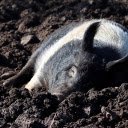 The pig wallows in the soil  screen for extension Chrome web store in OffiDocs Chromium