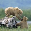 The Pizzly Bear: A Rare Hybrid of the Arctic and the Wild  screen for extension Chrome web store in OffiDocs Chromium