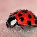 The polka dotted ladybug  screen for extension Chrome web store in OffiDocs Chromium