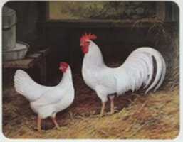 Free download The Poultrymans Handbook (ICS textbook) free photo or picture to be edited with GIMP online image editor