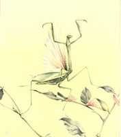 Free download The Praying Mantis (1921) by E J Detmold free photo or picture to be edited with GIMP online image editor