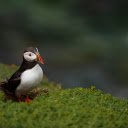 The puffin bird  screen for extension Chrome web store in OffiDocs Chromium