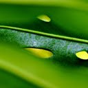 The punctured leaves  screen for extension Chrome web store in OffiDocs Chromium